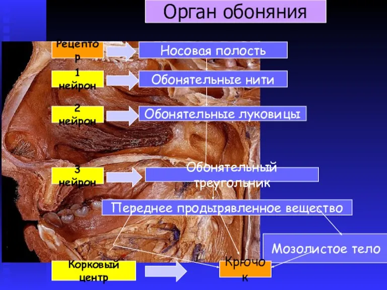 Мозолистое тело