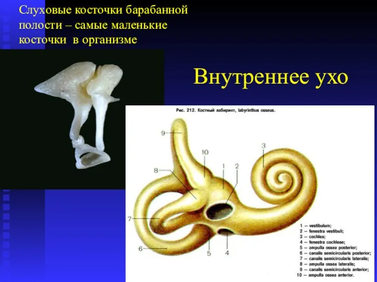 Внутреннее ухо Слуховые косточки барабанной полости – самые маленькие косточки в организме