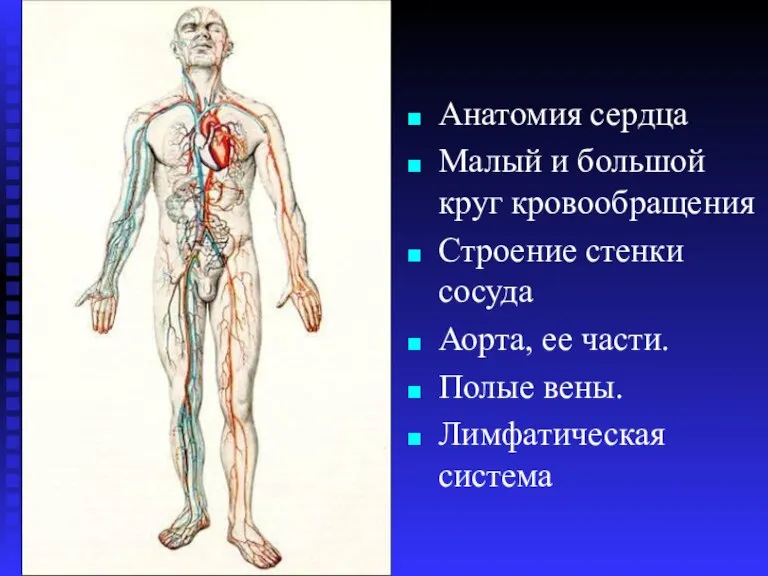 Анатомия сердца Малый и большой круг кровообращения Строение стенки сосуда Аорта, ее