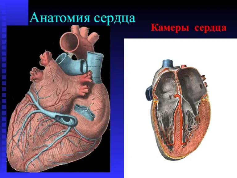 Анатомия сердца Камеры сердца