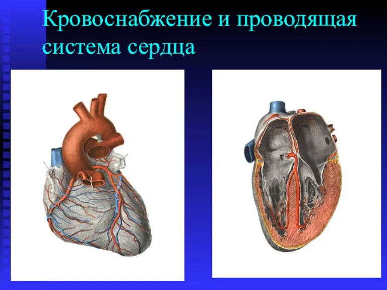 Кровоснабжение и проводящая система сердца