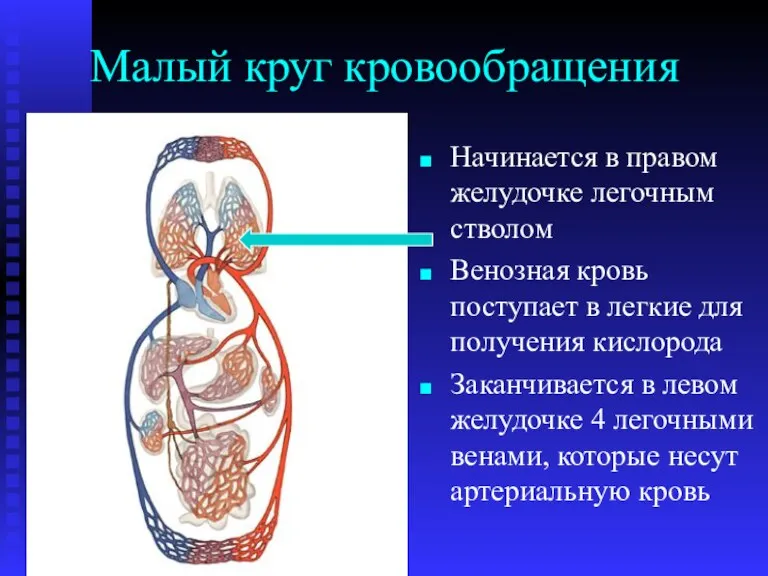 Малый круг кровообращения Начинается в правом желудочке легочным стволом Венозная кровь поступает