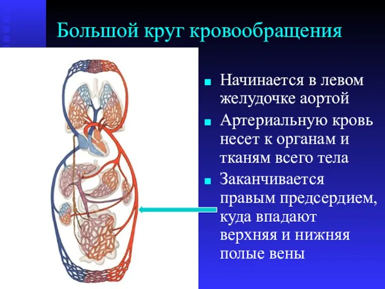 Большой круг кровообращения Начинается в левом желудочке аортой Артериальную кровь несет к