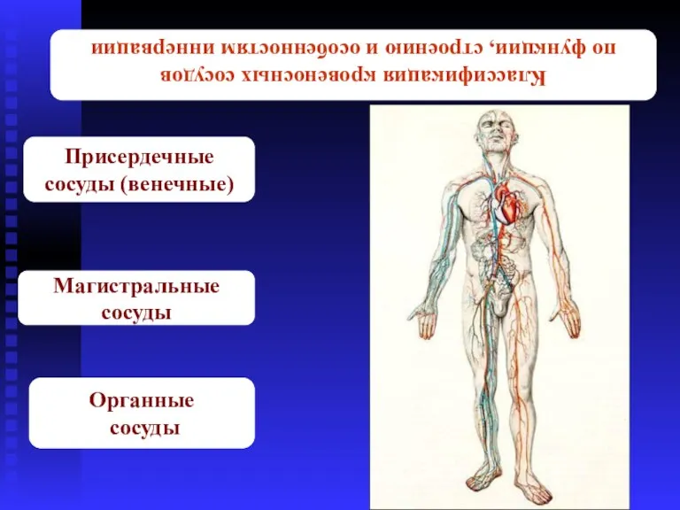 Классификация кровеносных сосудов по функции, строению и особенностям иннервации Присердечные сосуды (венечные) Органные сосуды Магистральные сосуды