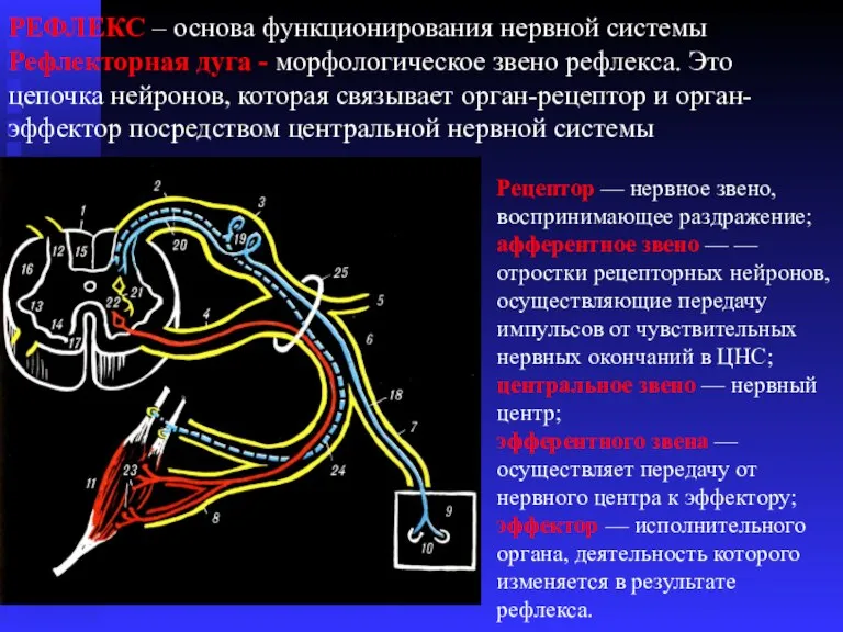 РЕФЛЕКС – основа функционирования нервной системы Рефлекторная дуга - морфологическое звено рефлекса.