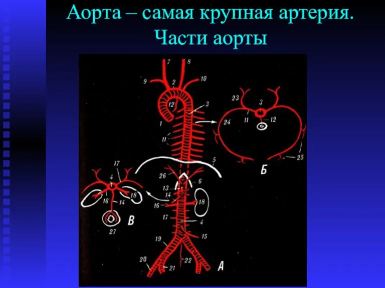 Аорта – самая крупная артерия. Части аорты