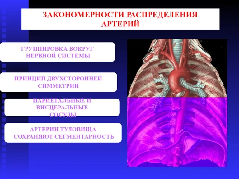 ЗАКОНОМЕРНОСТИ РАСПРЕДЕЛЕНИЯ АРТЕРИЙ ГРУППИРОВКА ВОКРУГ НЕРВНОЙ СИСТЕМЫ ПРИНЦИП ДВУХСТОРОННЕЙ СИММЕТРИИ ПАРИЕТАЛЬНЫЕ И