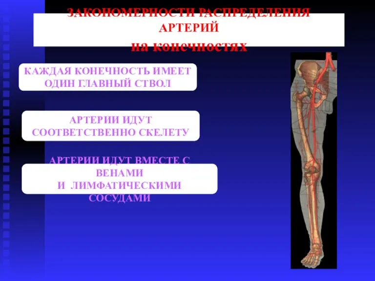 КАЖДАЯ КОНЕЧНОСТЬ ИМЕЕТ ОДИН ГЛАВНЫЙ СТВОЛ АРТЕРИИ ИДУТ ВМЕСТЕ С ВЕНАМИ И