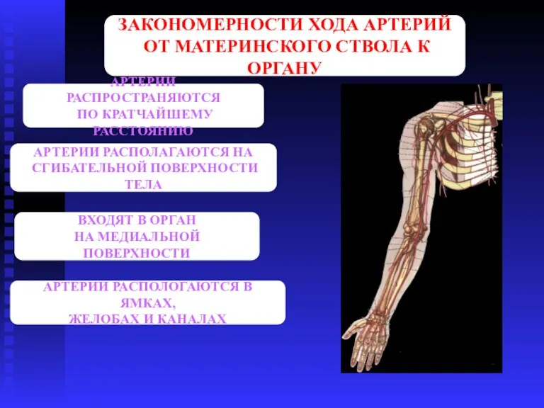 ЗАКОНОМЕРНОСТИ ХОДА АРТЕРИЙ ОТ МАТЕРИНСКОГО СТВОЛА К ОРГАНУ АРТЕРИИ РАСПРОСТРАНЯЮТСЯ ПО КРАТЧАЙШЕМУ