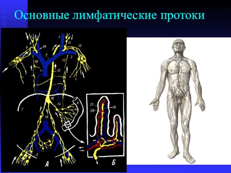 Основные лимфатические протоки