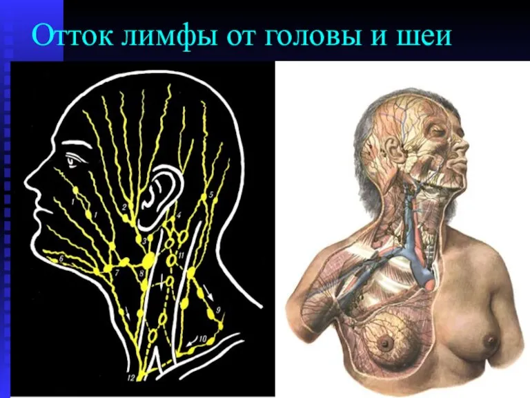 Отток лимфы от головы и шеи