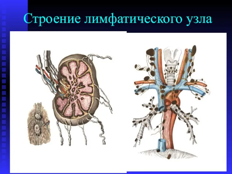 Строение лимфатического узла