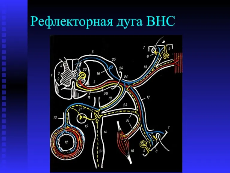 Рефлекторная дуга ВНС