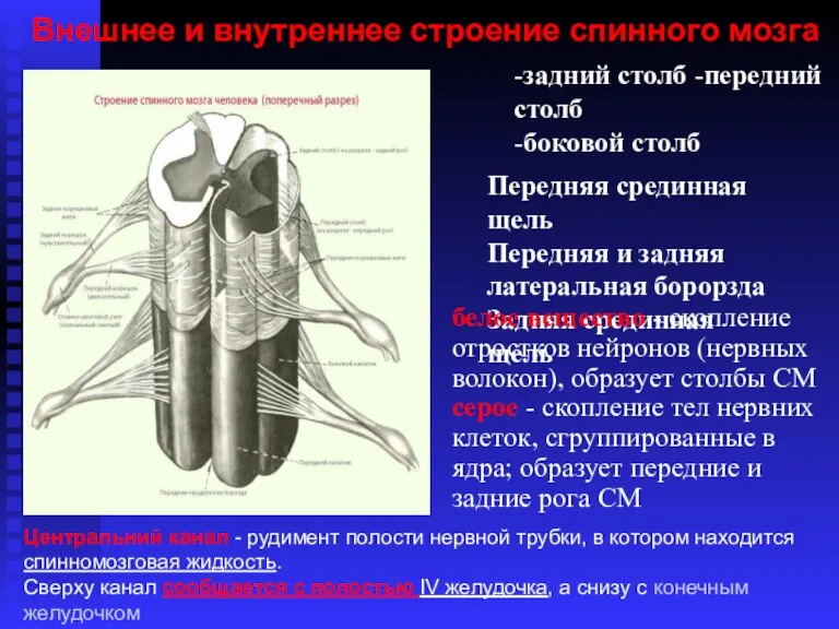 -задний столб -передний столб -боковой столб Передняя срединная щель Передняя и задняя