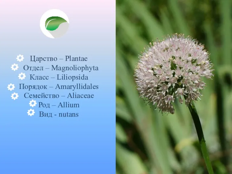 Царство – Plantae Отдел – Magnoliophyta Класс – Liliopsida Порядок – Amaryllidales