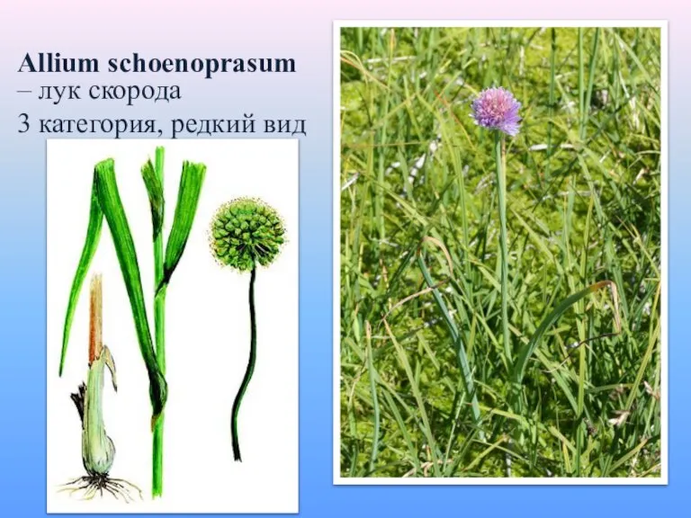 Allium schoenoprasum – лук скорода 3 категория, редкий вид