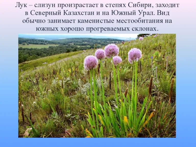 Лук – слизун произрастает в степях Сибири, заходит в Северный Казахстан и