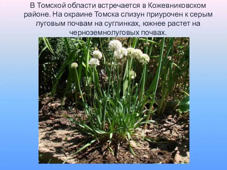 В Томской области встречается в Кожевниковском районе. На окраине Томска слизун приурочен