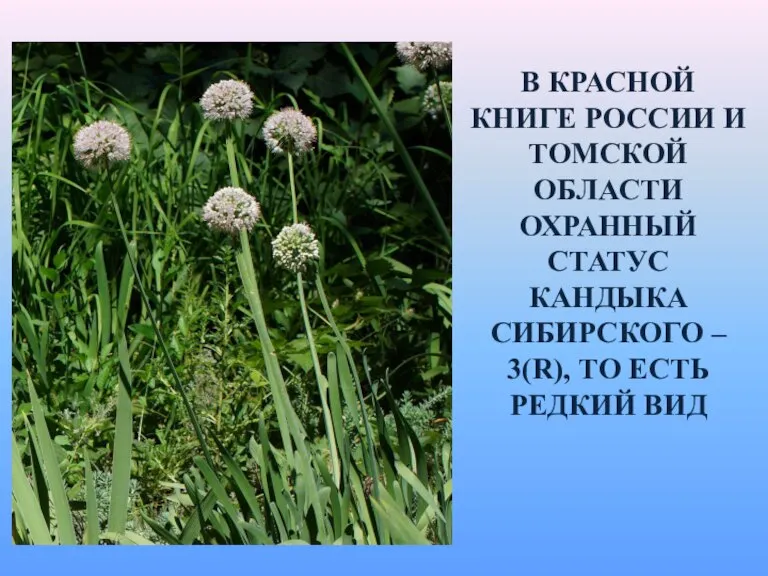 В КРАСНОЙ КНИГЕ РОССИИ И ТОМСКОЙ ОБЛАСТИ ОХРАННЫЙ СТАТУС КАНДЫКА СИБИРСКОГО –