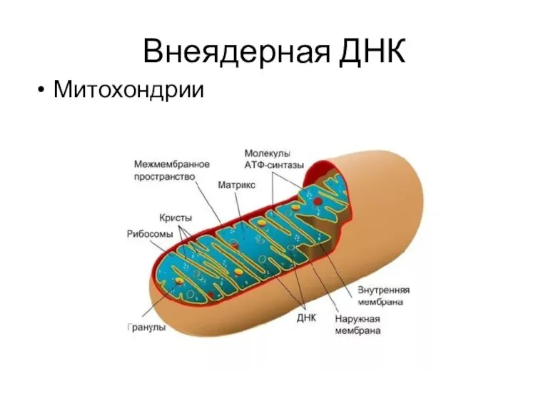 Внеядерная ДНК Митохондрии