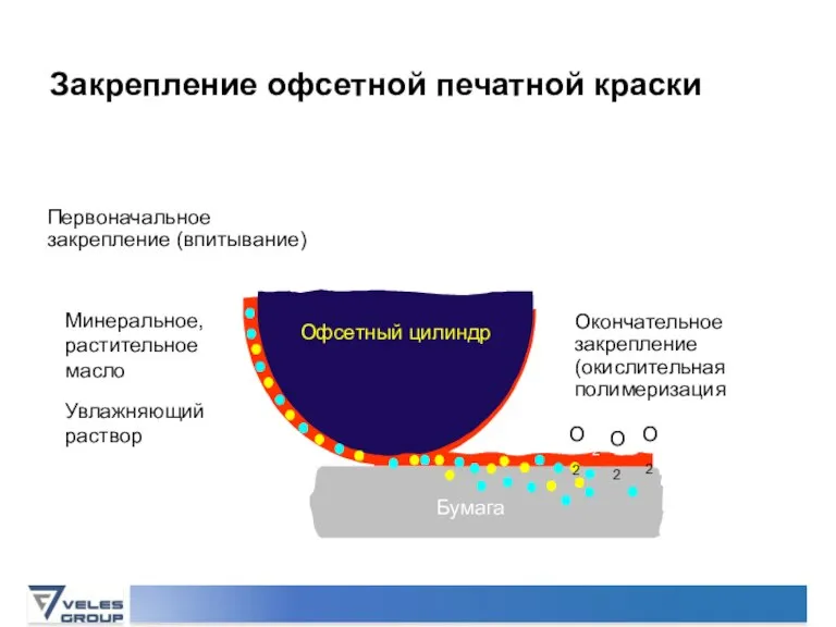 Закрепление офсетной печатной краски Первоначальное закрепление (впитывание) Бумага Офсетный цилиндр Минеральное, растительное