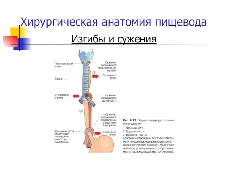 Хирургическая анатомия пищевода Изгибы и сужения