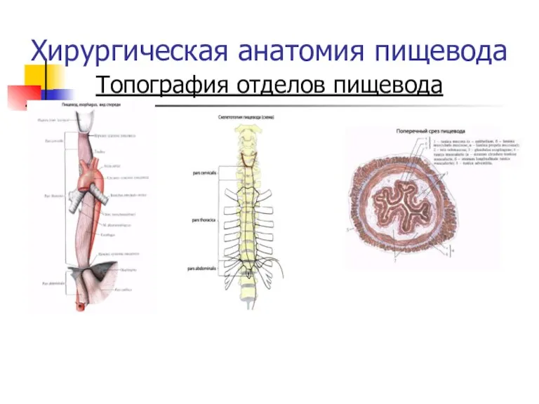 Хирургическая анатомия пищевода Топография отделов пищевода