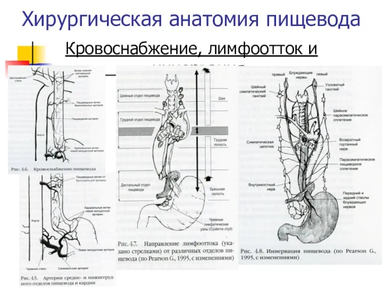 Хирургическая анатомия пищевода Кровоснабжение, лимфоотток и иннервация