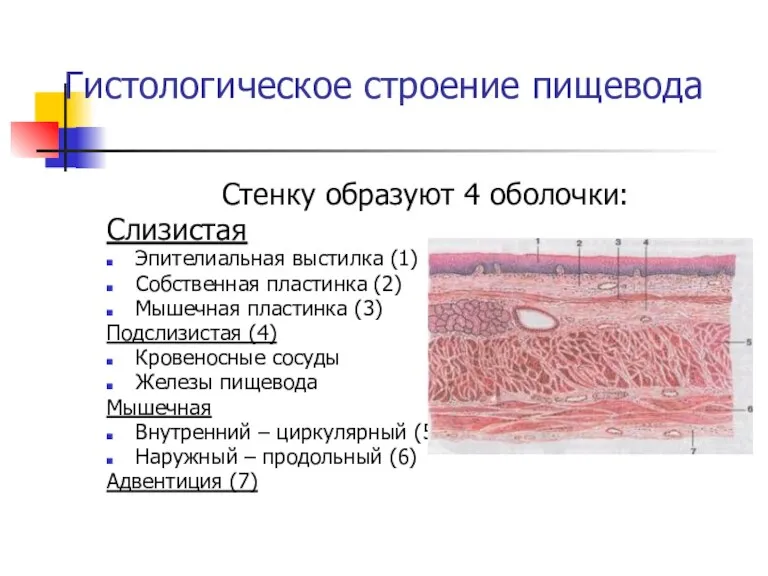 Гистологическое строение пищевода Стенку образуют 4 оболочки: Слизистая Эпителиальная выстилка (1) Собственная