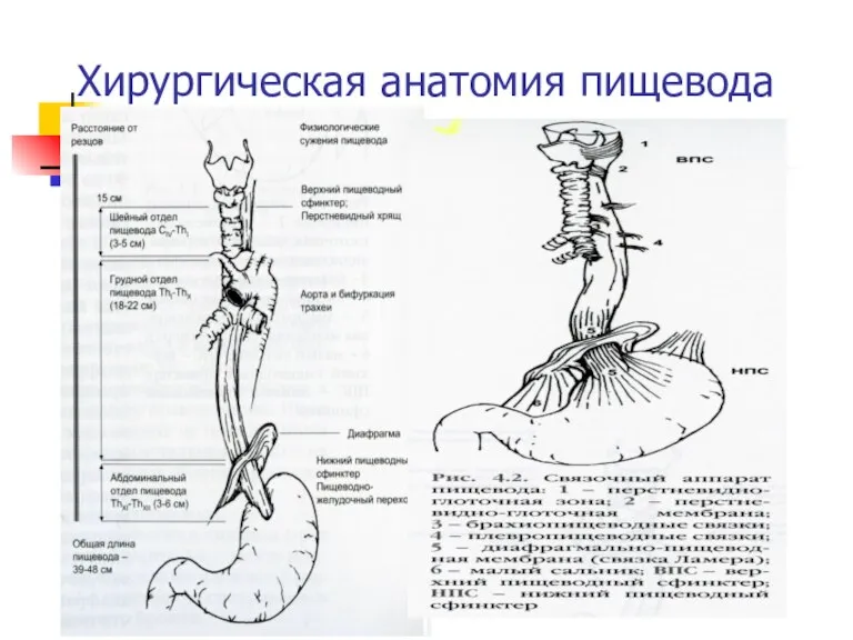 Хирургическая анатомия пищевода