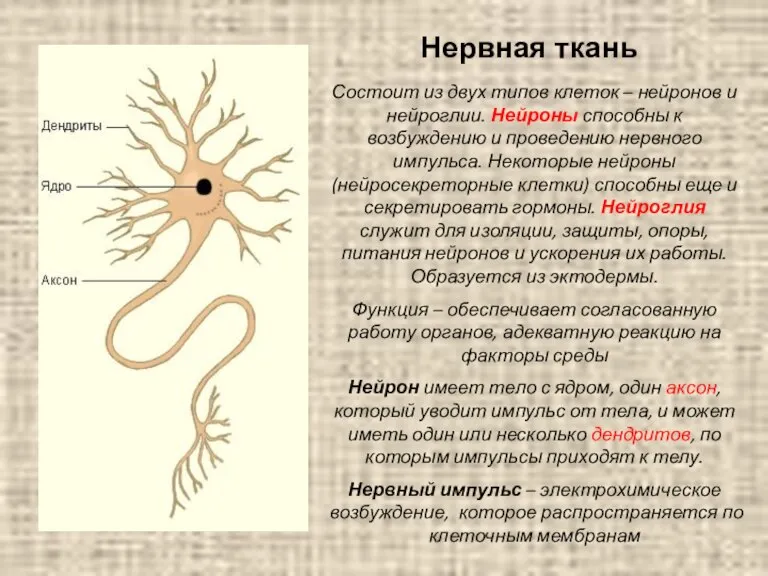 Нервная ткань Состоит из двух типов клеток – нейронов и нейроглии. Нейроны