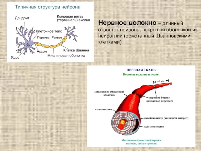 Нервное волокно – длинный отросток нейрона, покрытый оболочкой из нейроглии (обмотанный Шванновскими клетками)