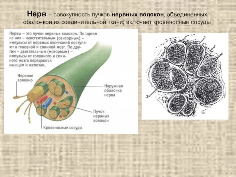 Нерв – совокупность пучков нервных волокон, объединенных оболочкой из соединительной ткани; включает кровеносные сосуды