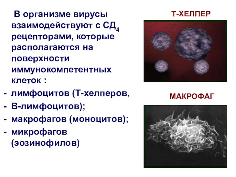 В организме вирусы взаимодействуют с СД4 рецепторами, которые располагаются на поверхности иммунокомпетентных