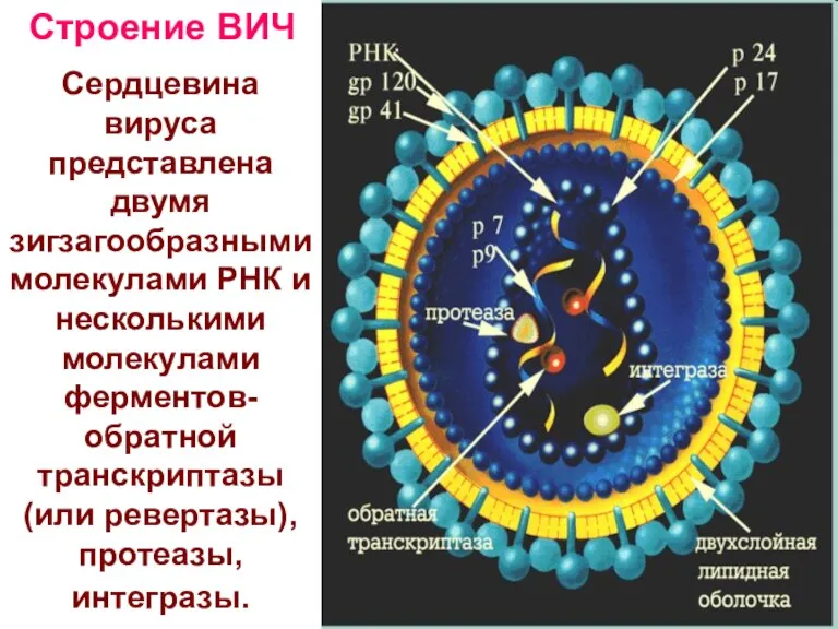 Строение ВИЧ Сердцевина вируса представлена двумя зигзагообразными молекулами РНК и несколькими молекулами