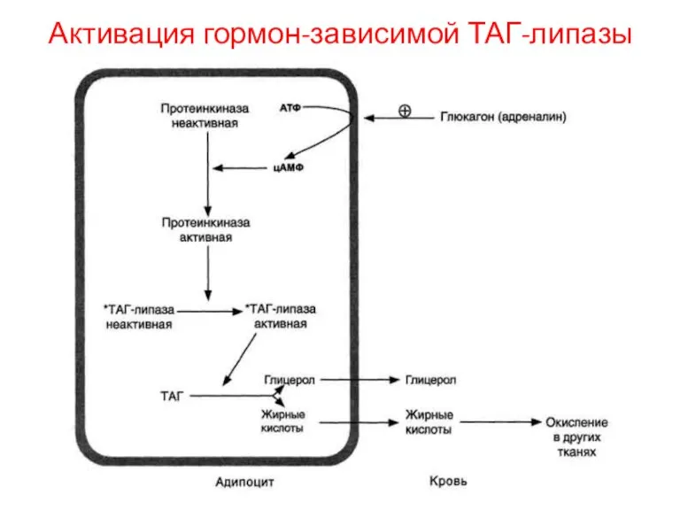 Активация гормон-зависимой ТАГ-липазы