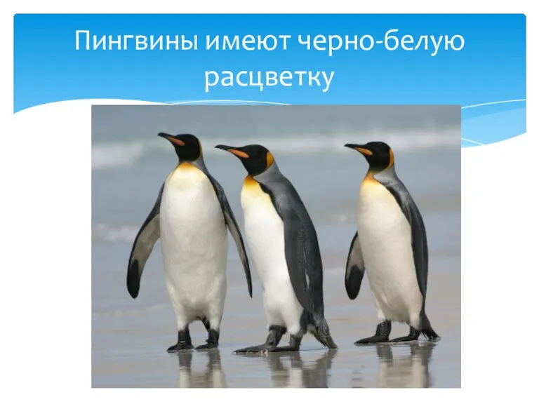Пингвины имеют черно-белую расцветку