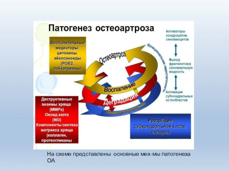 На схеме представлены основные мех-мы патогенеза ОА