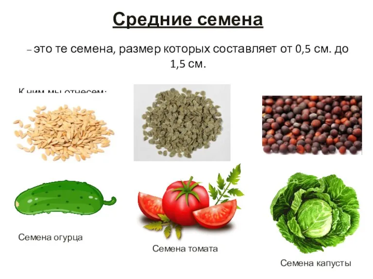 Средние семена – это те семена, размер которых составляет от 0,5 см.