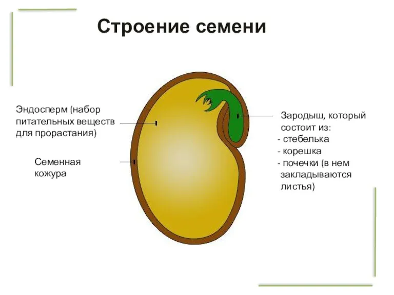 Строение семени Зародыш, который состоит из: стебелька корешка почечки (в нем закладываются