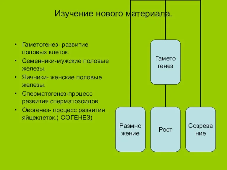 Изучение нового материала. Гаметогенез- развитие половых клеток. Семенники-мужские половые железы. Яичники- женские