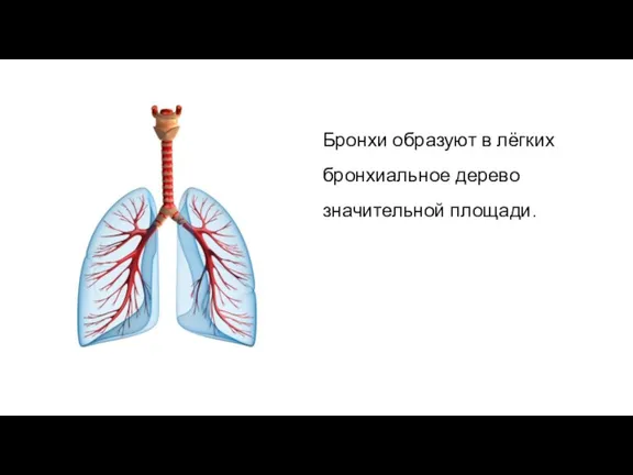 Бронхи образуют в лёгких бронхиальное дерево значительной площади.