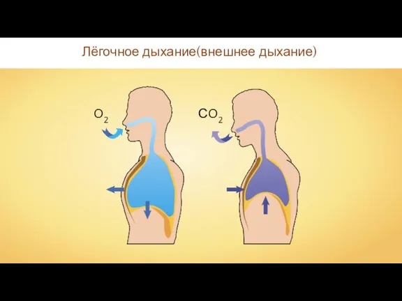 Лёгочное дыхание(внешнее дыхание) O2 СO2