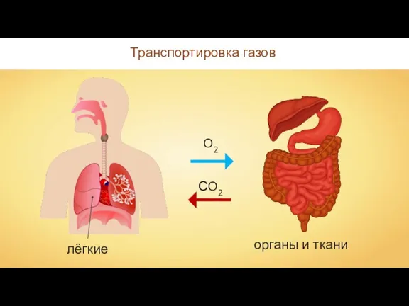 Транспортировка газов органы и ткани O2 СO2