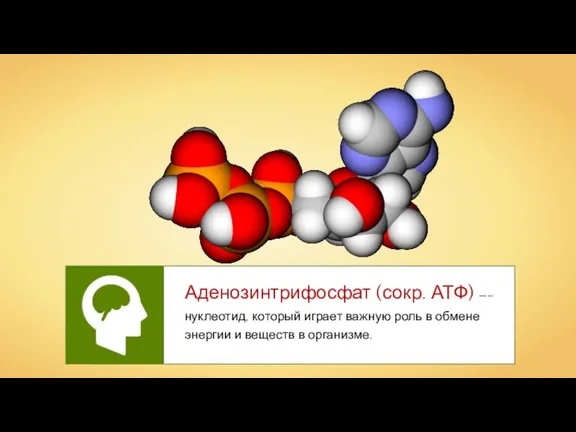 Аденозинтрифосфат (сокр. АТФ) —– нуклеотид, который играет важную роль в обмене энергии и веществ в организме.