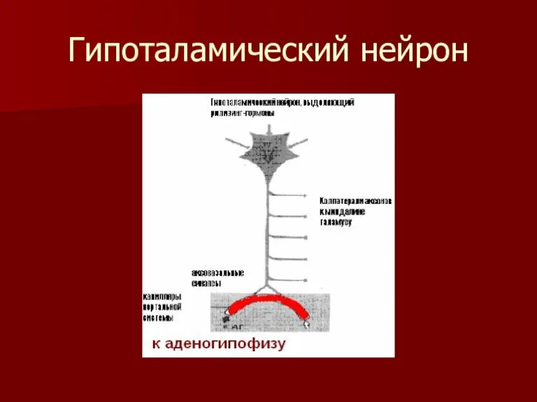 Гипоталамический нейрон