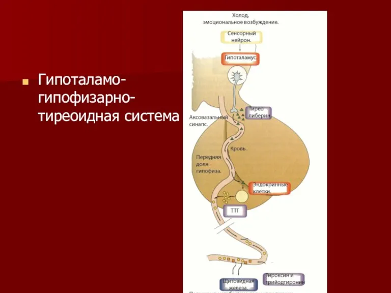 Гипоталамо-гипофизарно-тиреоидная система