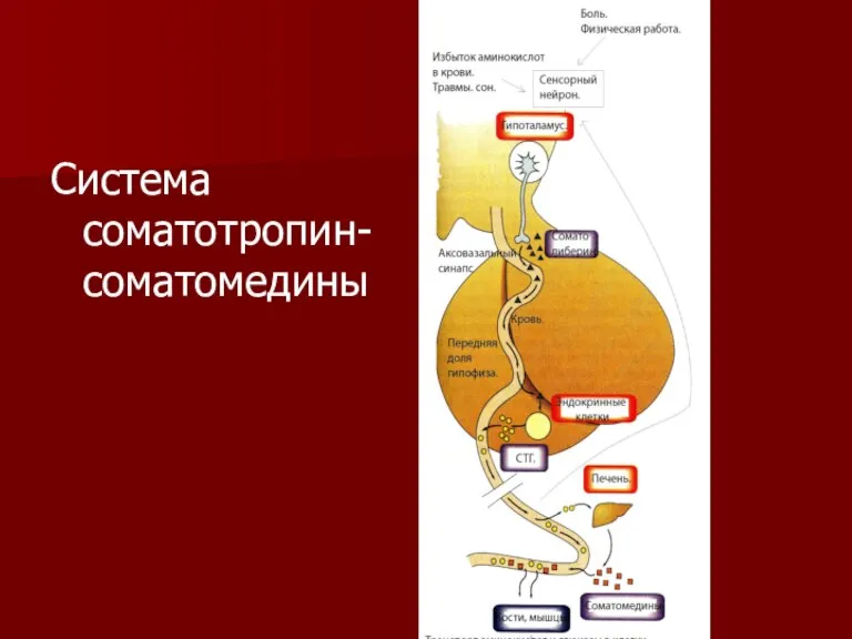 Система соматотропин-соматомедины