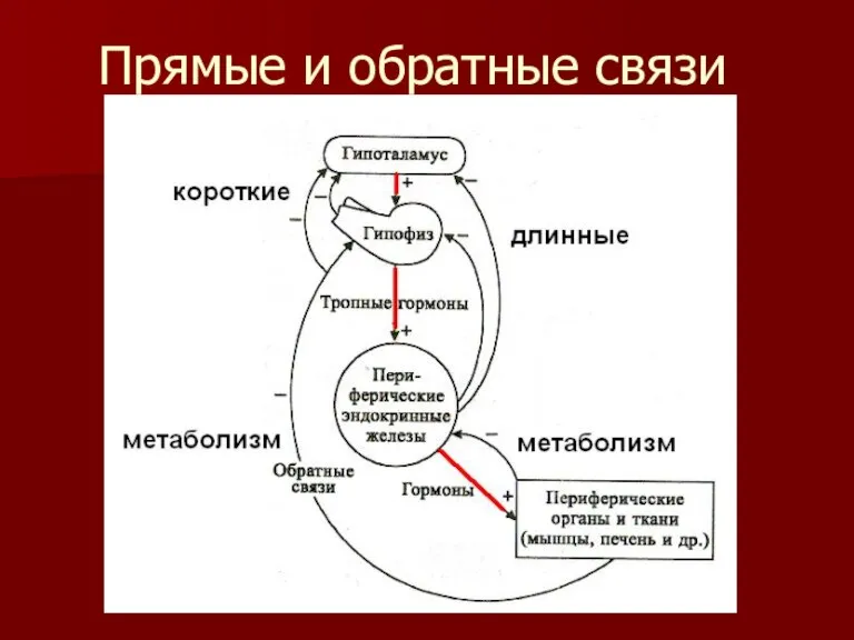 Прямые и обратные связи