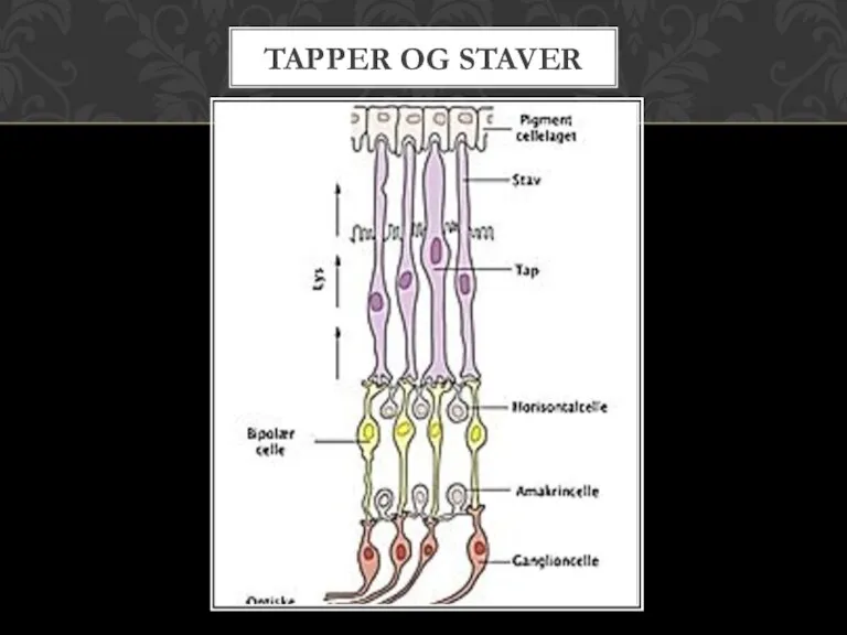 TAPPER OG STAVER